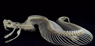 A skeleton of a Gaboon viper (Bitis gabonica). Attribution: Stefan3345, CC BY-SA 4.0, via Wikimedia Commons