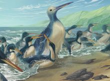 Fossil Bones From The Largest Penguin That Ever Lived Unearthed In New Zealand