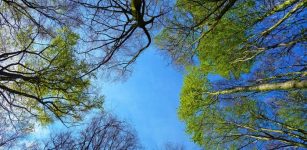 Do Forest Trees Really 'Talk' Through Underground Fungi?