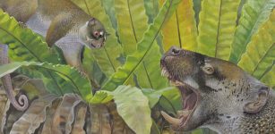 25-million-year-old fossils of a bizarre possum and strange wombat relative reveal Australia’s hidden past