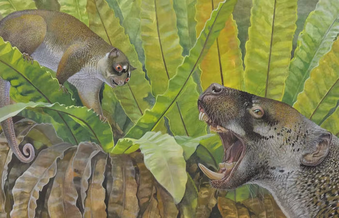 25-million-year-old fossils of a bizarre possum and strange wombat relative reveal Australia’s hidden past