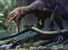 Gnathovorax cabreirai was a herrerasaurid, a lineage that became extinct not long after the period in which it lived. Credit: illustration: Márcio Castro