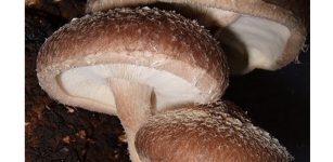 Shiitake mushroom growing on wood. Credit: frankenstoen from Portland, Oregon/Wikimedia Commons, CC BY