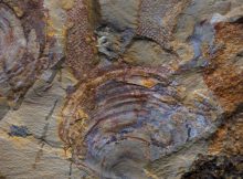 Study finds Oldest Fossils Of Mysterious Animal Group Are - Seaweeds