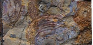 Study finds Oldest Fossils Of Mysterious Animal Group Are - Seaweeds