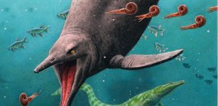 Oldest Sea Reptile From Age Of Dinosaurs Found On Arctic island