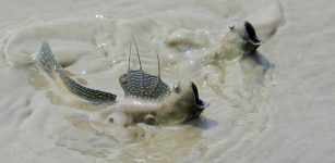 Unusual Blinking Fish Reveals Clues To How Our Ancestors Evolved From Water To Land