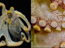 Taking A Lesson In Evolutionary Adaptation From Octopus, Squid
