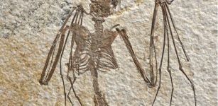 Oldest And Never-Before-Seen Bat Species Lived In Wyoming 52 Million Years Ago - Fossils Reveal