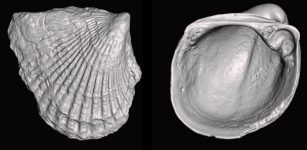 Micro-CT scans of 460-million-year-old bivalves Anomalodonta (left) and Vanuxemia (right), early members of the lineage that gave rise to scallops, mussels, oysters, cockles, quahogs, and many other species. Credit: Stewart Edie