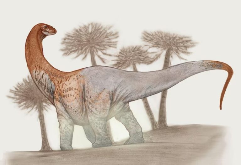 A Giant New Species Of Long-Necked Herbivorous Dinosaur Discovered By