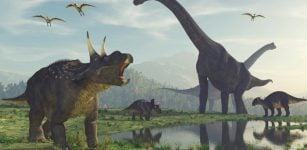 Evolution Of The Largest of The Large Dinosaurs