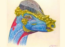 Newly Described Species Of Dome-Headed Dinosaur May Have Sported Bristly Headgear