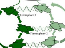 Link Between Photosynthesis And 'Fifth State Of Matter' - Found