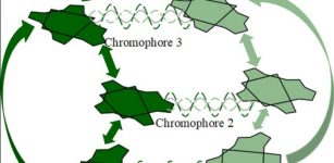 Link Between Photosynthesis And 'Fifth State Of Matter' - Found