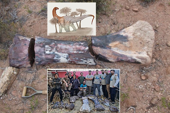 A Giant New Species Of Long-Necked Herbivorous Dinosaur - Discovered By Argentine Paleontologists