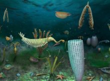 Unusually Well-Preserved "Marine Dwarf World" From 462 Million Years Ago Found At Castle Bank, Wales