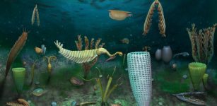 Unusually Well-Preserved "Marine Dwarf World" From 462 Million Years Ago Found At Castle Bank, Wales