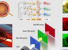 Bio-Inspired Device Captures Images By Mimicking Human Eye