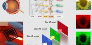 Bio-Inspired Device Captures Images By Mimicking Human Eye