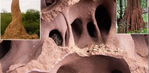 Termite Mounds Reveal Secret To Creating 'Living And Breathing' Buildings That Use Less Energy