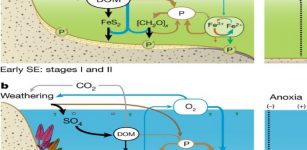 Earth's Oxygen-Rich Atmosphere And The Late Evolution of Animal Life - New Theory