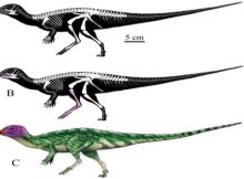 New Ancient Plant-Eating Dinosaur Species - Discovered In Thailand