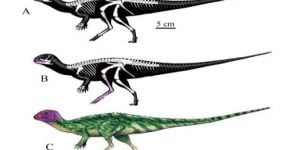 New Ancient Plant-Eating Dinosaur Species - Discovered In Thailand