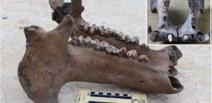 Madagascar Hippos Were Forest Dwellers - New Study