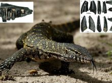 Giant Monitor Lizards That Lived In Switzerland 17 Million Years Ago – Discovered