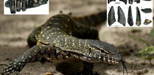 Giant Monitor Lizards That Lived In Switzerland 17 Million Years Ago – Discovered