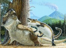 Unusual Fossil Shows Rare Evidence Of A Mammal Attacking A Dinosaur