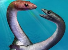 Exciting Insights Into The Sexual Development Of An Extinct Marine Reptile