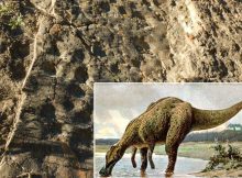 Largest Known Single Dinosaur Track Site In Alaska Discovered And Documented