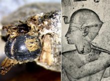 Strange And Rare Discovery - Hundreds of Mummified Bees From The Time Of The Pharaohs Discovered In Portugal