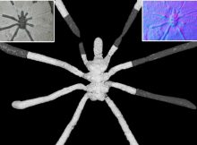 Extremely Rare Fossils Of 160-Million-Year-Old Sea Spider And Its Diversity By The Jurassic