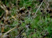 Inspiration From Spider Webs And Beetles To Harvest Fresh Water From Thin Air