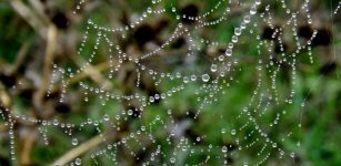Inspiration From Spider Webs And Beetles To Harvest Fresh Water From Thin Air