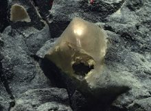 What Is The Mysterious Golden Egg Found On The Ocean Floor In The Gulf Of Alaska?