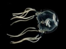 A Caribbean box jellyfish. Credit: Jan Bieleckiu