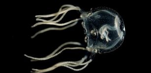 A Caribbean box jellyfish. Credit: Jan Bieleckiu