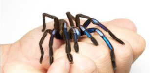 Jewel Of The Forest: New Electric Blue Tarantula Species Found In Thailand