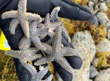 Evidence Of Sea Star Species Hybridization - Found