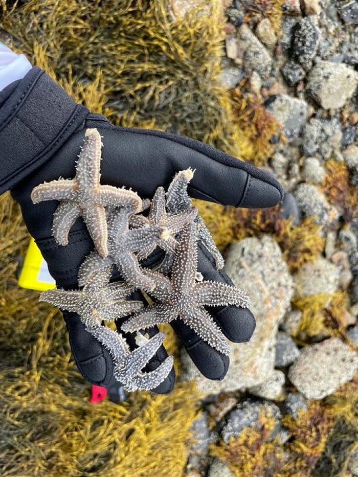 Evidence Of Sea Star Species Hybridization - Found