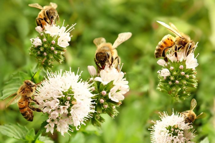 Has The Mystery Of Neanderthals’ Flower Burial At Shanidar Cave Been Solved?