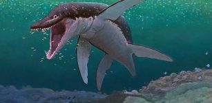 170-Million-Year-Old Sea Monster Identified As The Oldest Mega-Predatory Pliosaur'