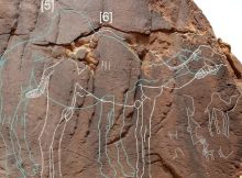 Remarkable Neolithic Life-Sized Camel Engravings Discovered In The Nefud Desert