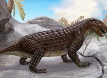 Surprisingly Complex History Of Crocodiles - New Study