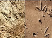 290-Million-Year-Old Bird-Like Footprints Left By Unknown Animals Found In Africa