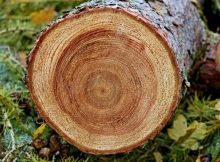 600 Rears' Worth Of Tree Rings From The San Joaquin Valley Reveal